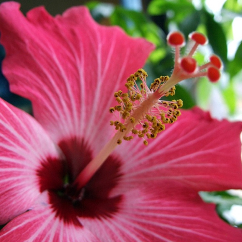 Hawaiian Pink Hibiscus Soy Wax Melt 2.5 oz | Melts For Wax Warmer - Picture 3 of 3